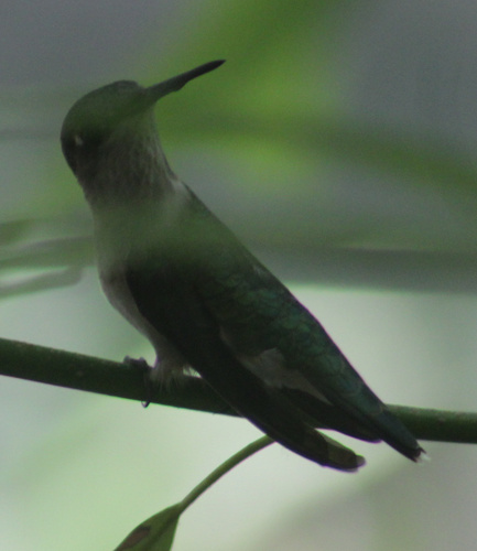 Ruby-throated Hummingbird