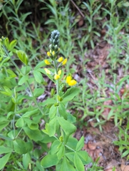 Thermopsis gracilis, photograph author not stated, no rights reserved