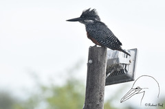 Megaceryle maxima maxima