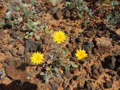 Malacothrix fendleri
