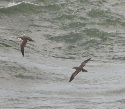 Pardela pichoneta (Puffinus puffinus)