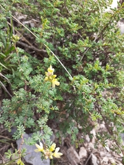 Dalea lutea