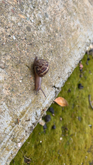 Cornu aspersum