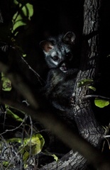 Paradoxurus hermaphroditus