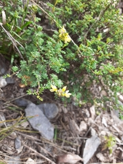 Dalea lutea