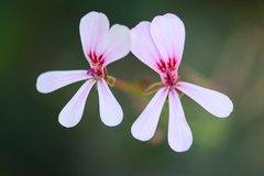 Pelargonium patulum