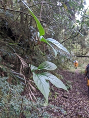 Schisandra arisanensis