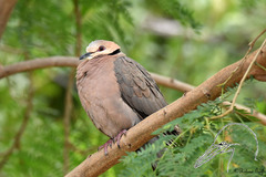 Streptopelia semitorquata