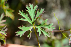 Pelargonium patulum