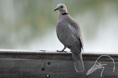 Streptopelia semitorquata