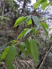 Carpinus rankanensis