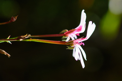 Pelargonium patulum