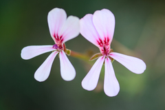 Pelargonium patulum