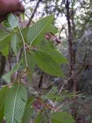 Carpinus rankanensis