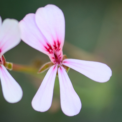 Pelargonium patulum
