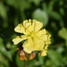 Oxalis pes-caprae pleniflora - Photo (c) Lies Van Rompaey, osa oikeuksista pidätetään (CC BY)