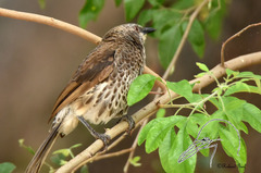 Turdoides hartlaubii