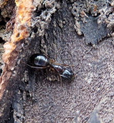 Camponotus bertolonii