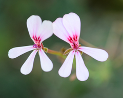 Pelargonium patulum