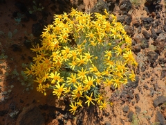 Senecio flaccidus flaccidus