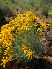Senecio flaccidus flaccidus