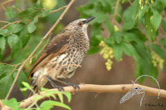 Turdoides hartlaubii