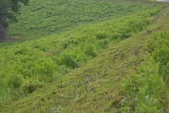 Baptisia nuttalliana