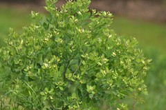 Baptisia nuttalliana