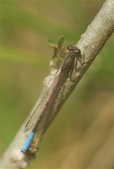 Oxyallagma dissidens