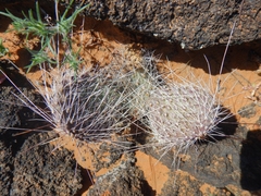 Opuntia trichophora
