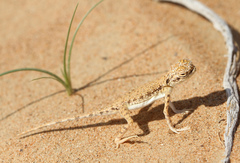 Phrynocephalus arabicus