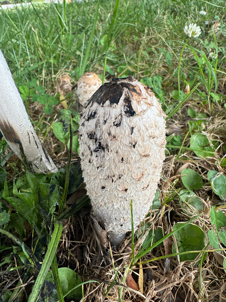 Shaggy Mane · May 2026 · photo: Photo: (c) Jess Mullins, some rights reserved (CC BY) · iNaturalist