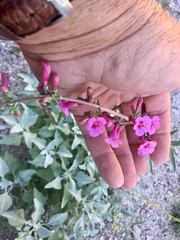 Penstemon parryi