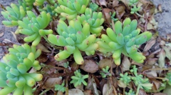 Sedum pachyphyllum