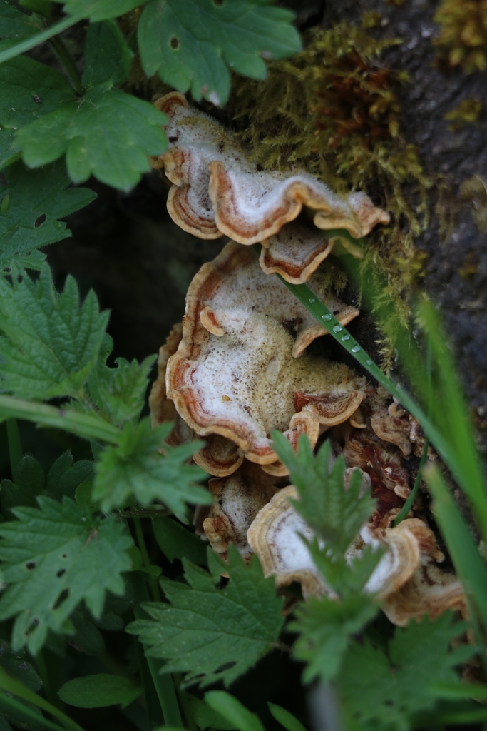 Stereum hirsutum · May 2026 · photo: © harrowhark (iNaturalist, cc-by)