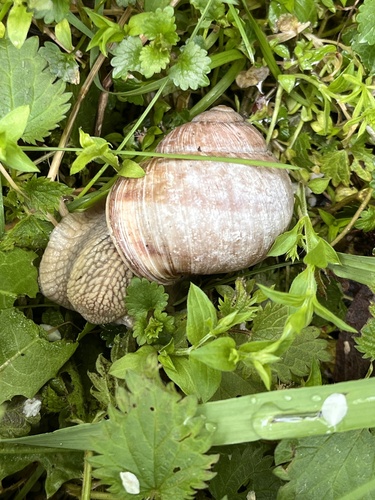 Roman Snail