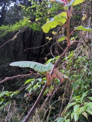 Actinidia setosa