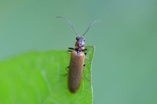 Bordered click beetle photo 3