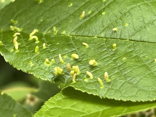 Phyllocoptes eupadi