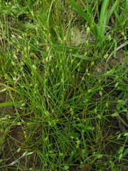 Isolepis carinata