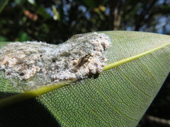 Psyllaephagus cornwallensis