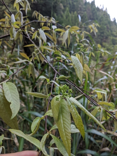 Pourthiaea beauverdiana, photograph 5