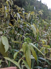 Pourthiaea beauverdiana, photograph Cheng-Te Hsu, CC BY, iNaturalist via GBIF