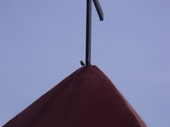 Toxostoma curvirostre