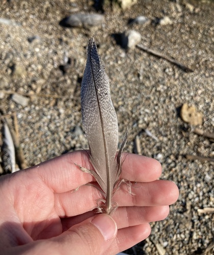 Plume de Fuligule milouin
