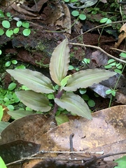 Malaxideae