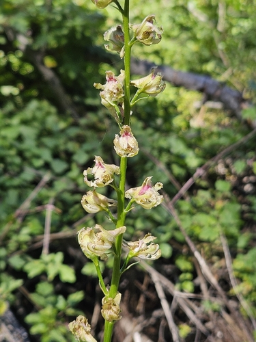 Delphinium californicum, photograph 3