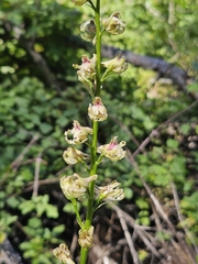 author not stated, no rights reserved Delphinium californicum, photograph author not stated, no rights reserved