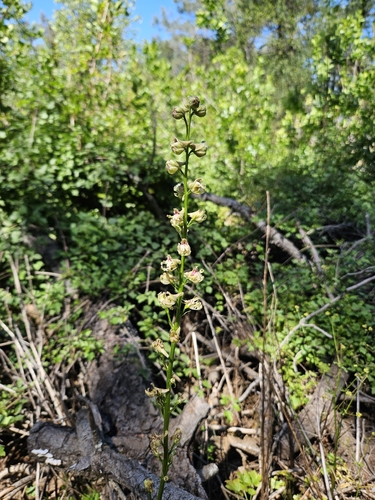 Delphinium californicum, photograph 4