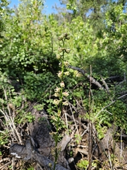 author not stated, no rights reserved Delphinium californicum, photograph author not stated, no rights reserved